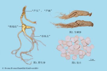 人参 