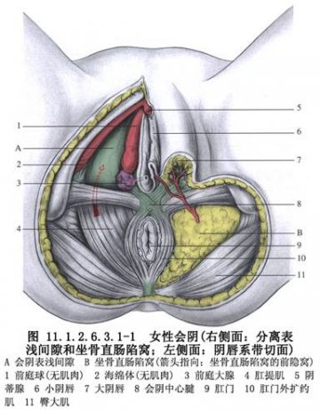 外阴外侧癌灶切除术 